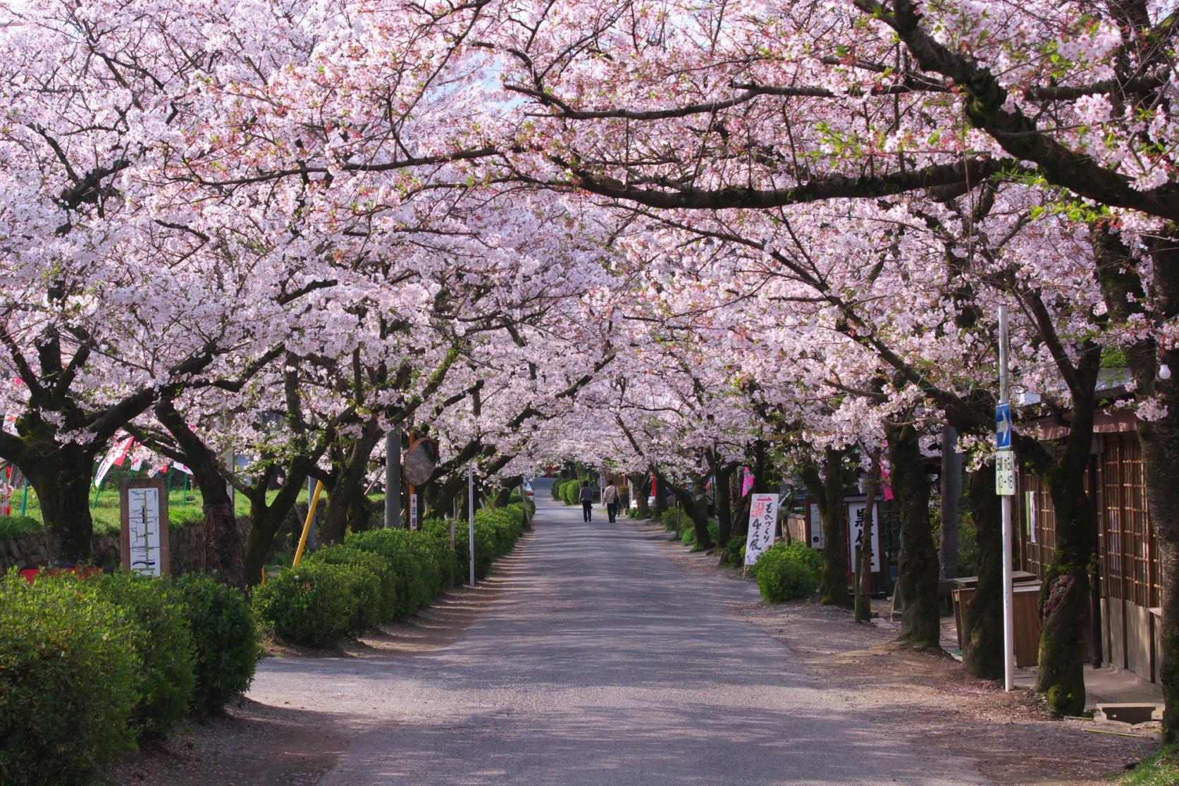 ⑥往時の面影が今も色濃く残る秋月の黒門-3