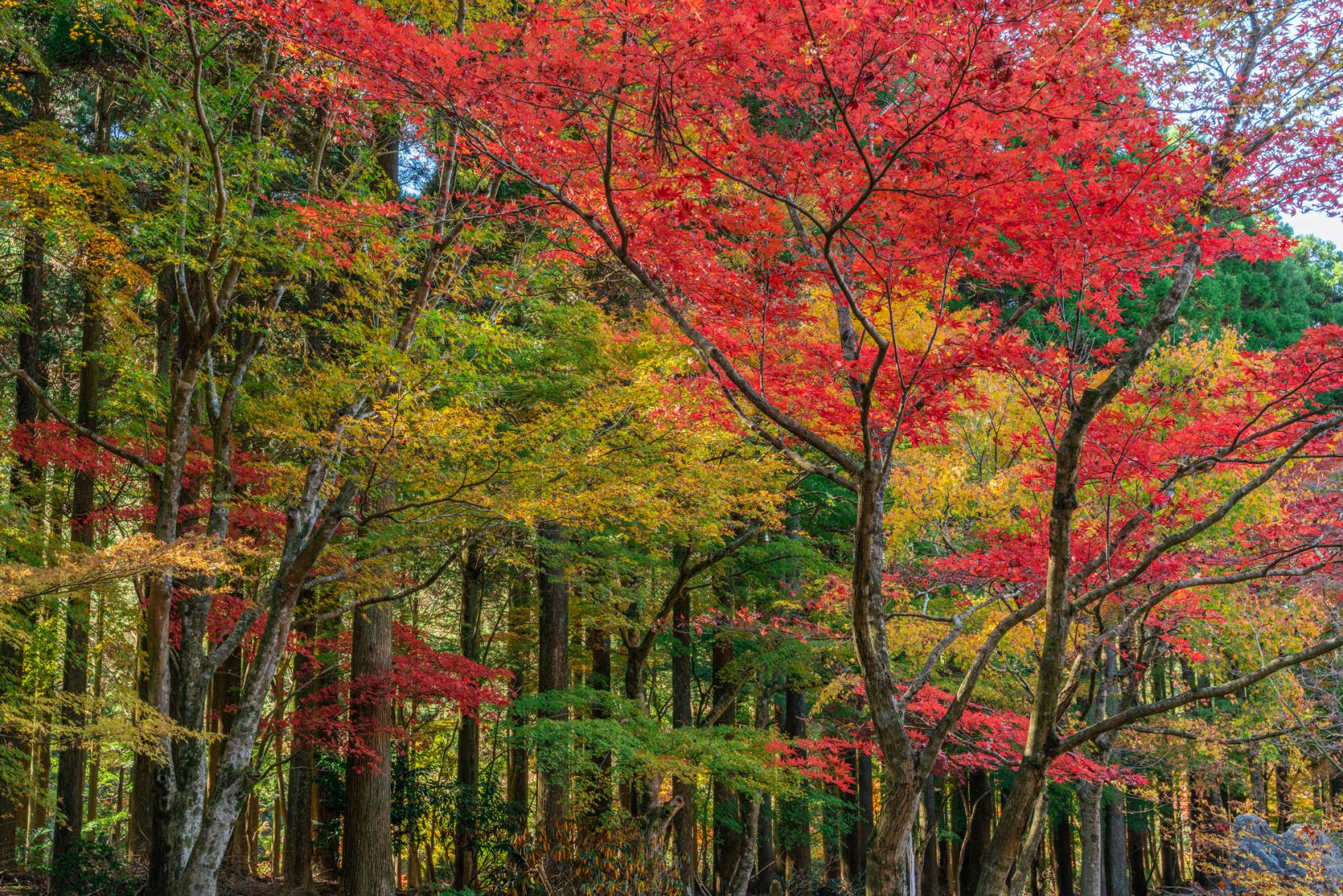 英彦山天狗ライン-5