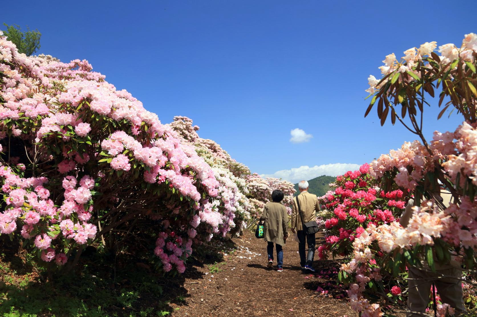 そのほか花のイベント-0