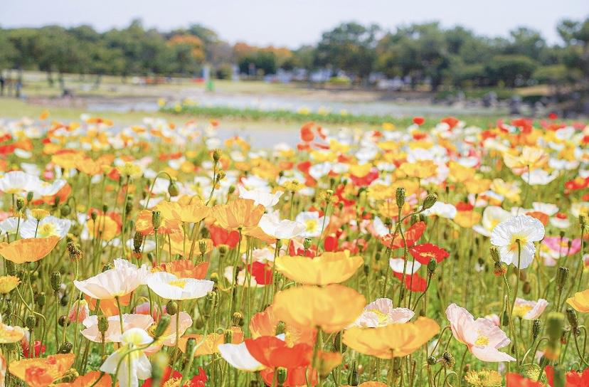ネモフィラ、コスモス、コキアなど、年中咲き誇る花に胸キュン！-1