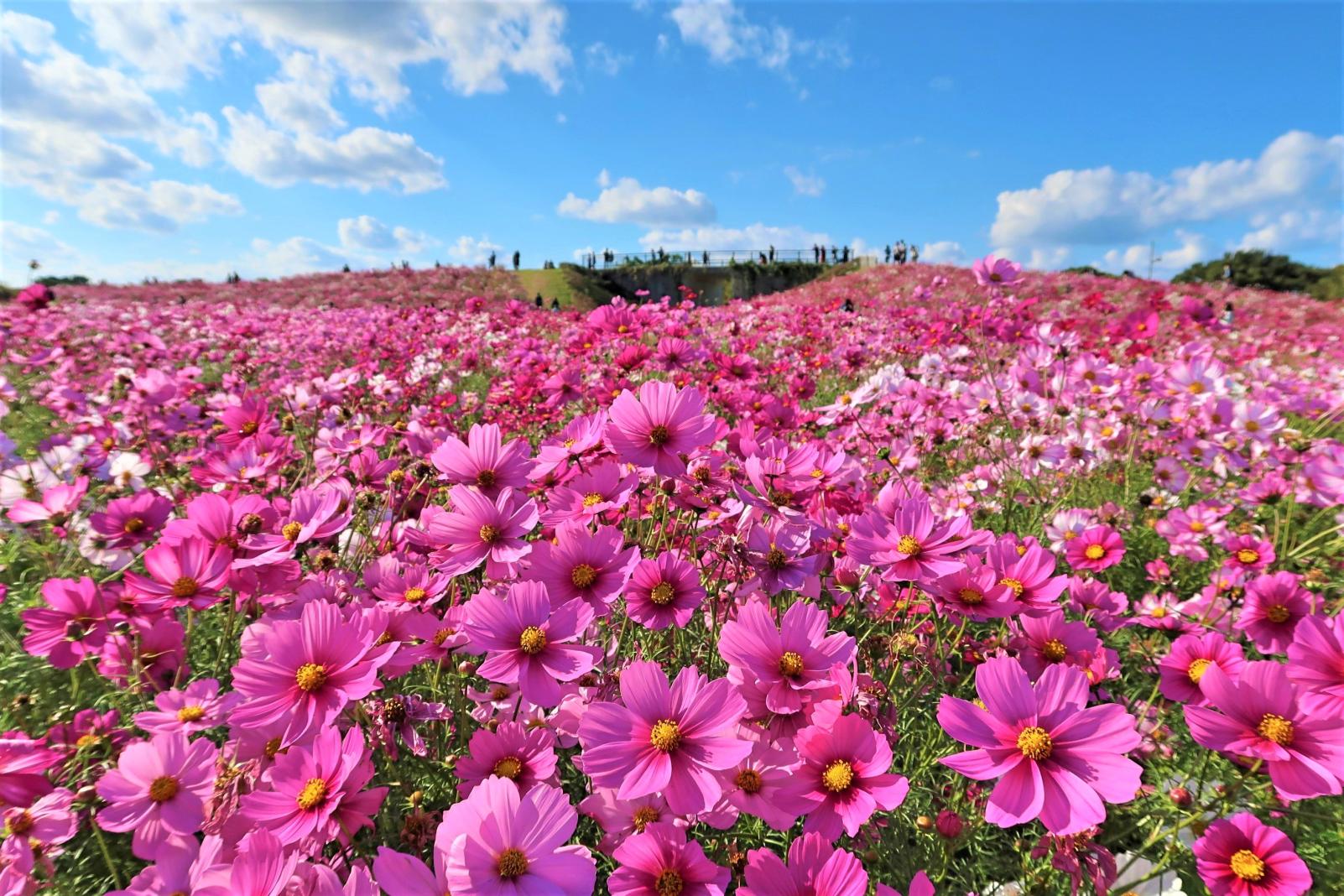 ネモフィラ、コスモス、コキアなど、年中咲き誇る花に胸キュン！-4