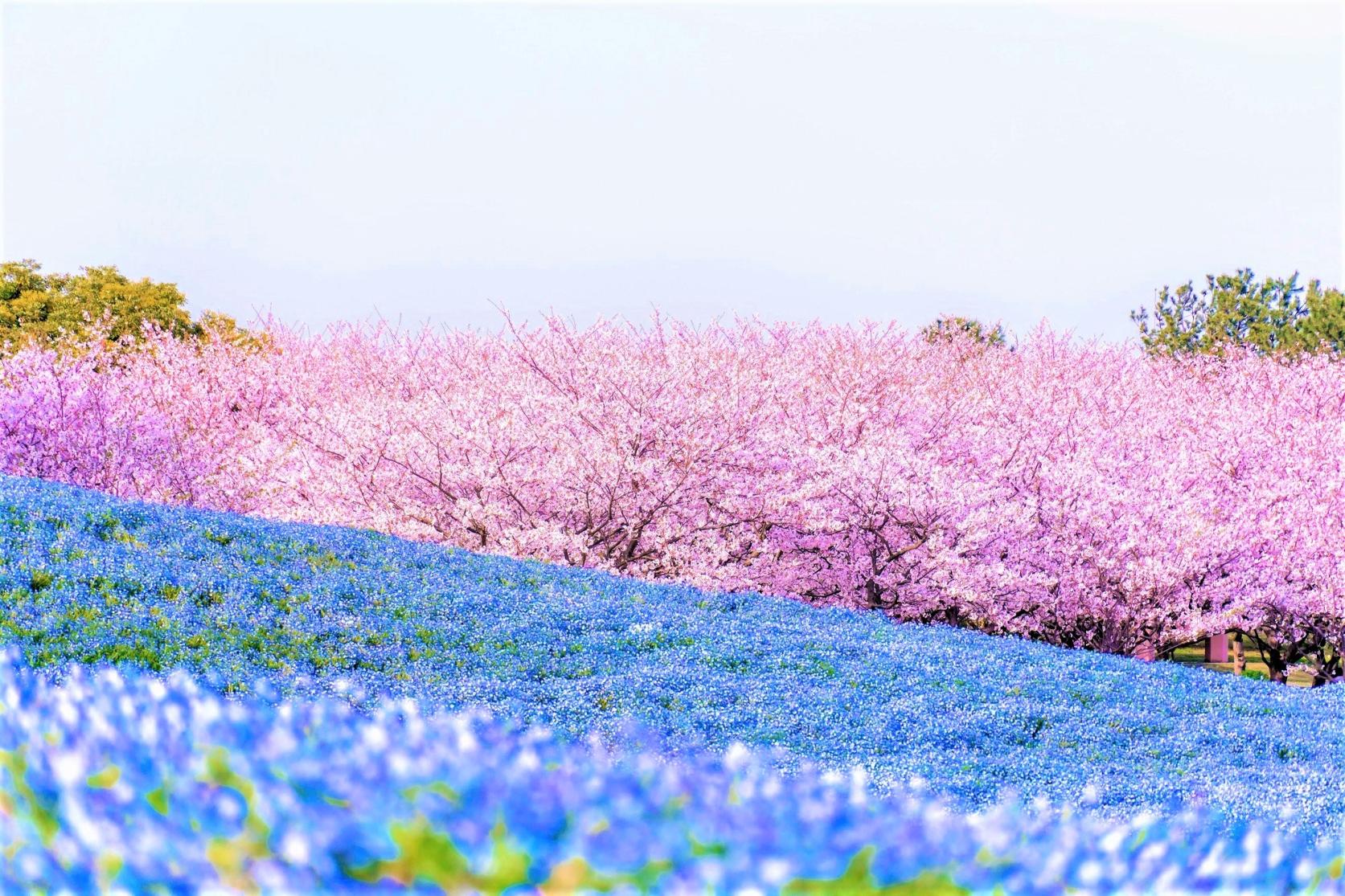 ネモフィラ、コスモス、コキアなど、年中咲き誇る花に胸キュン！-0