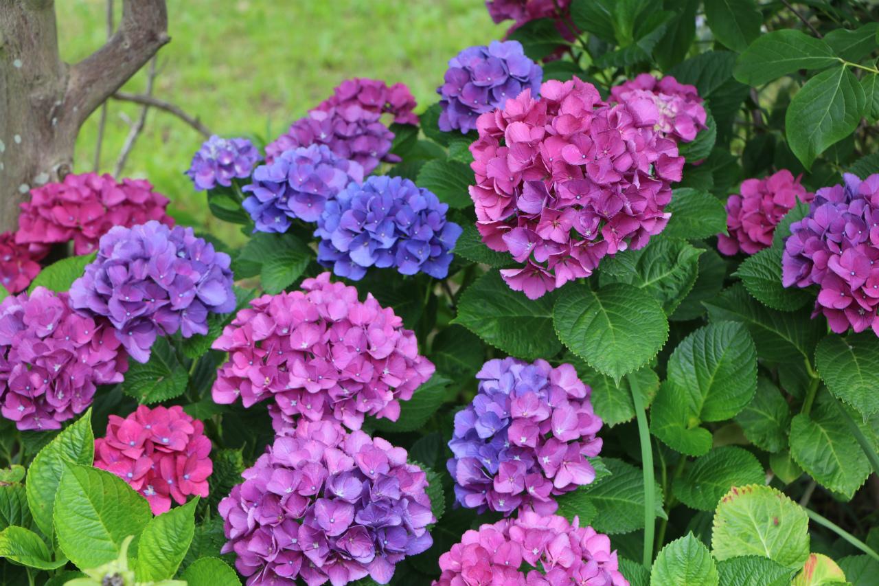 ネモフィラ、コスモス、コキアなど、年中咲き誇る花に胸キュン！-2