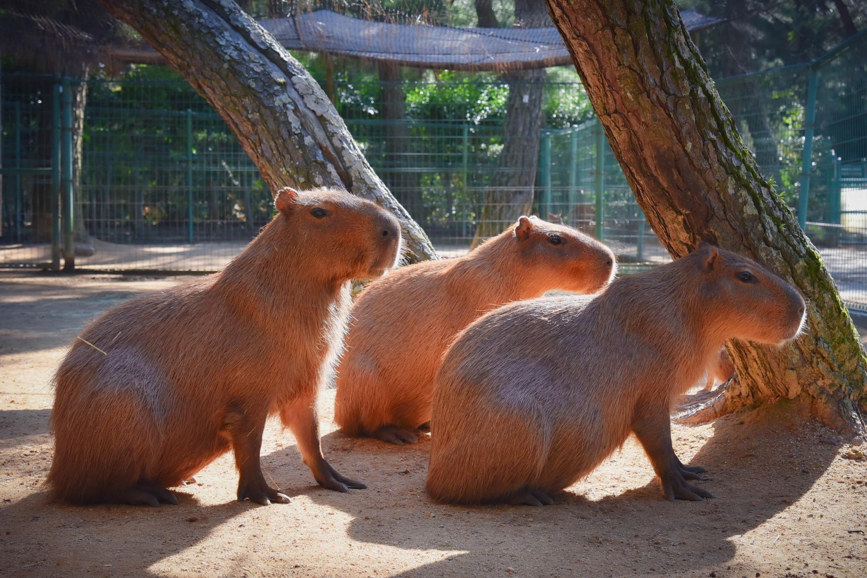 直接の触れ合いもOK！動物の森で癒やされよう-4