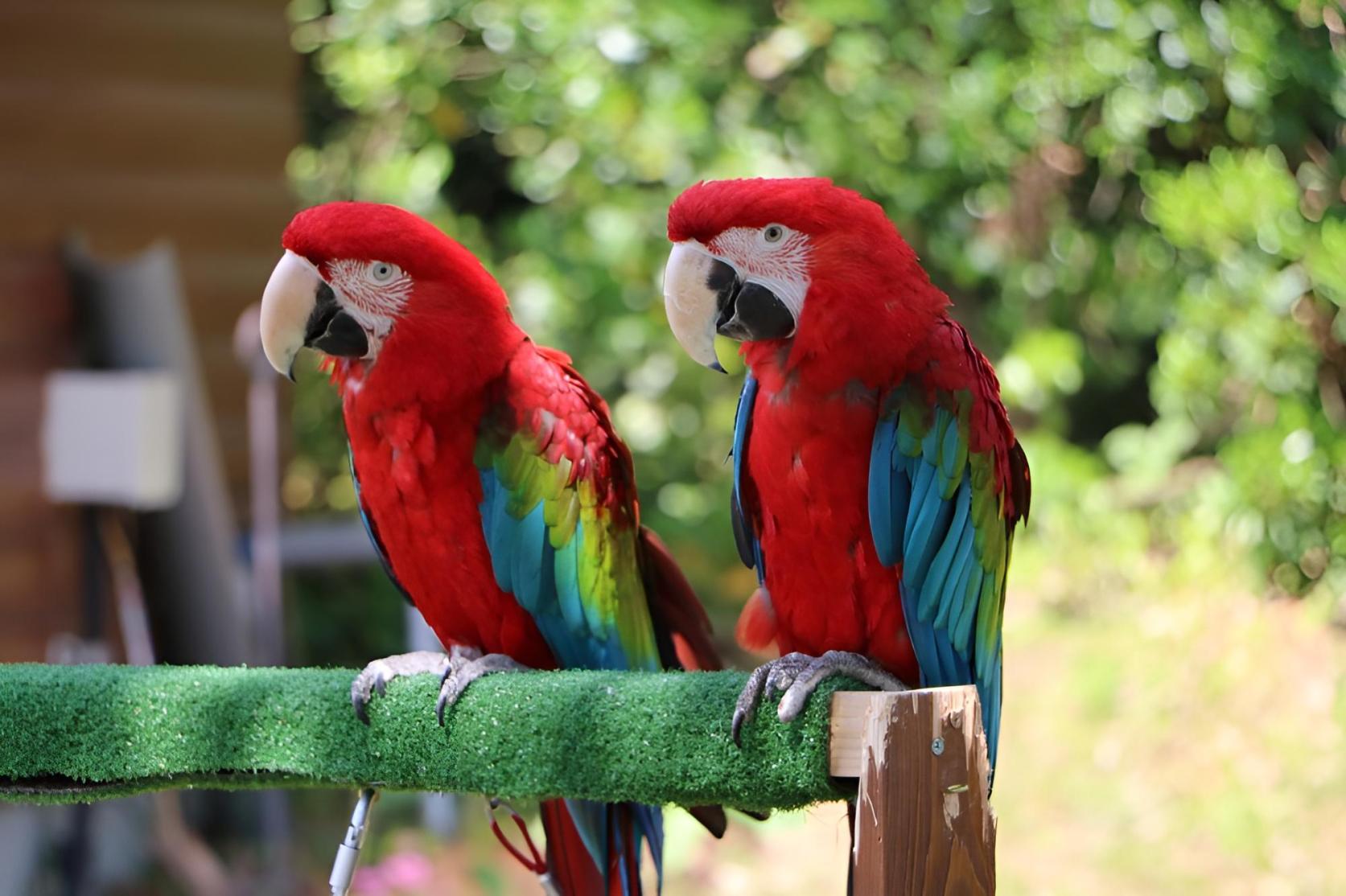 直接の触れ合いもOK！動物の森で癒やされよう-5