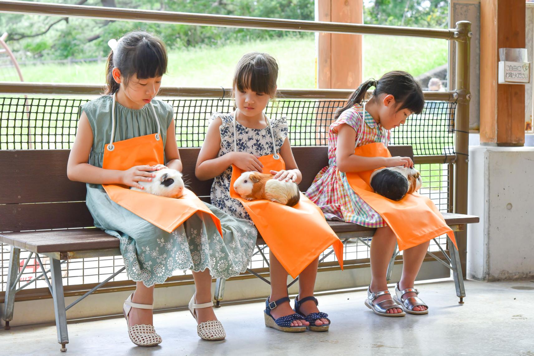 直接の触れ合いもOK！動物の森で癒やされよう-0