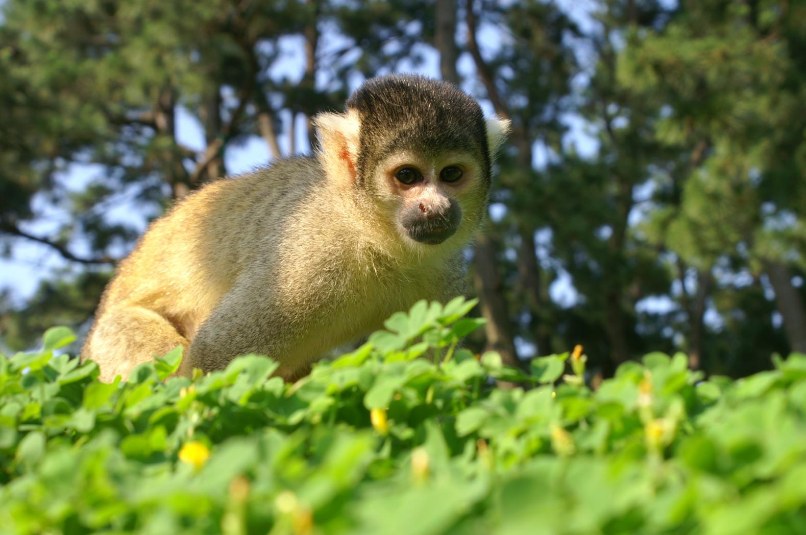直接の触れ合いもOK！動物の森で癒やされよう-3