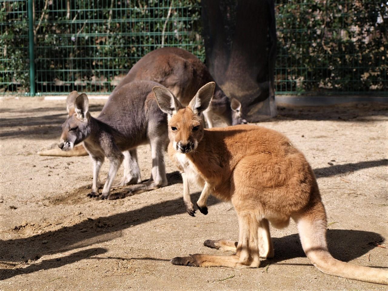 直接の触れ合いもOK！動物の森で癒やされよう-1