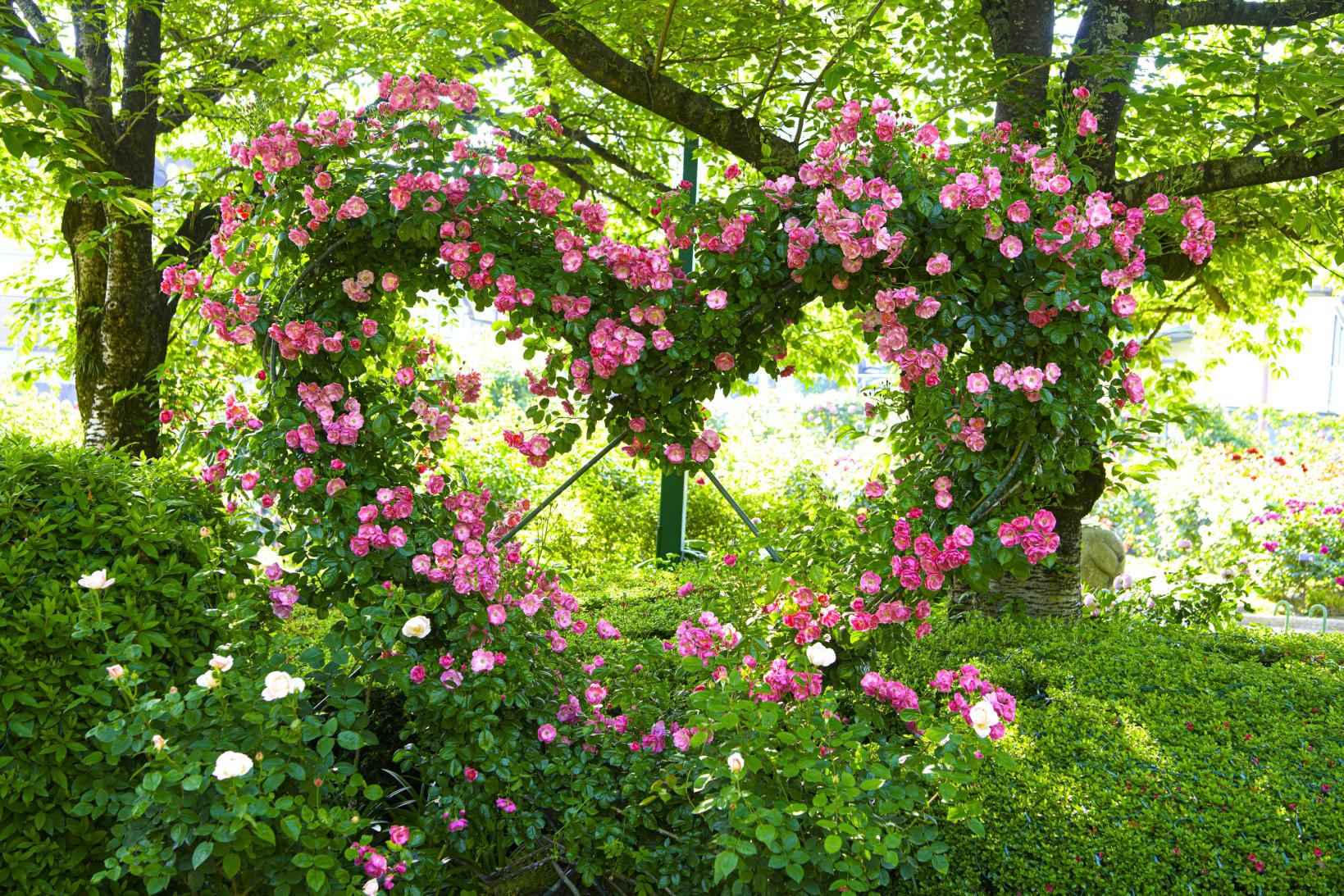 石橋文化センター　春のバラフェア（久留米市）-1