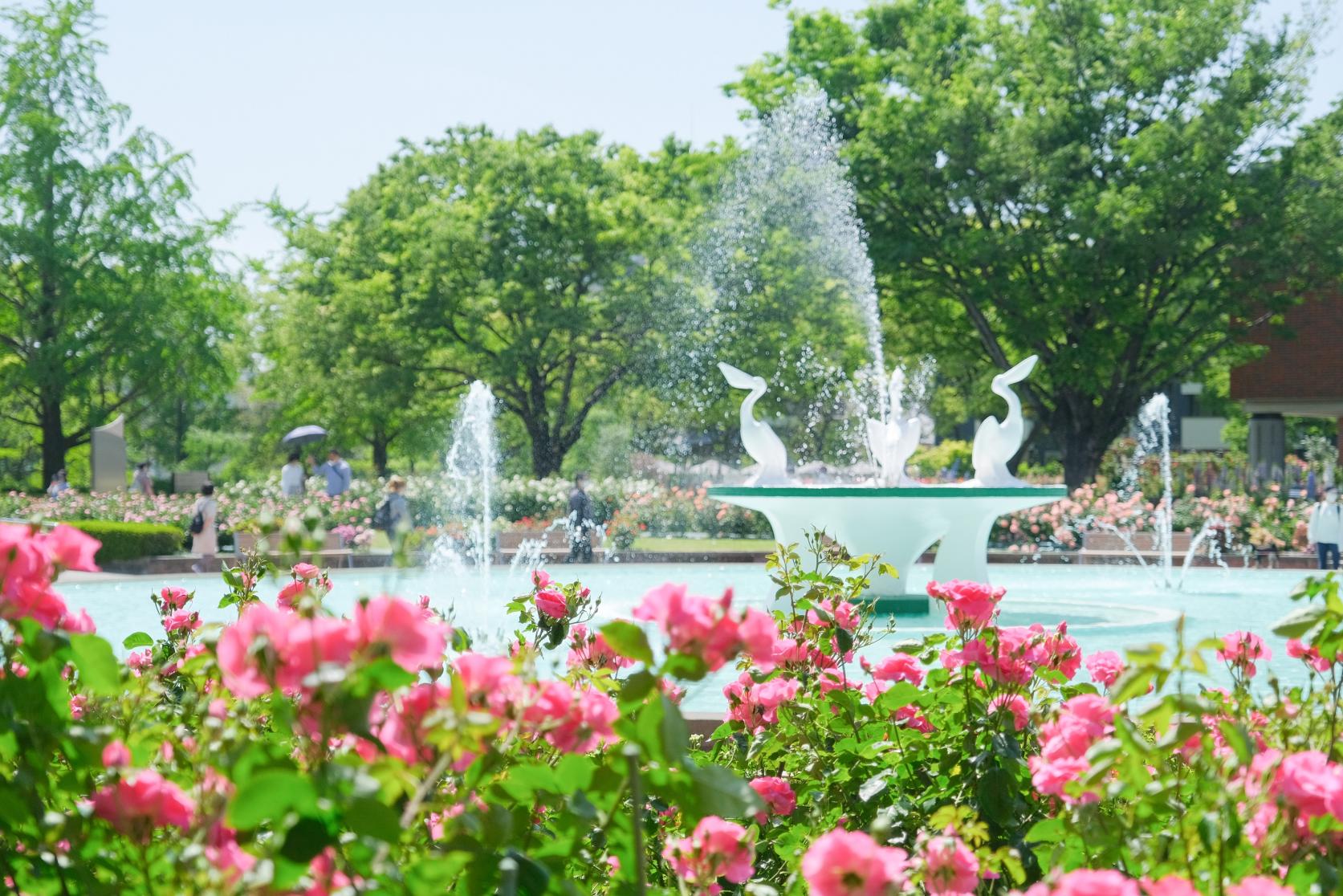 石橋文化センター　春のバラフェア（久留米市）-0