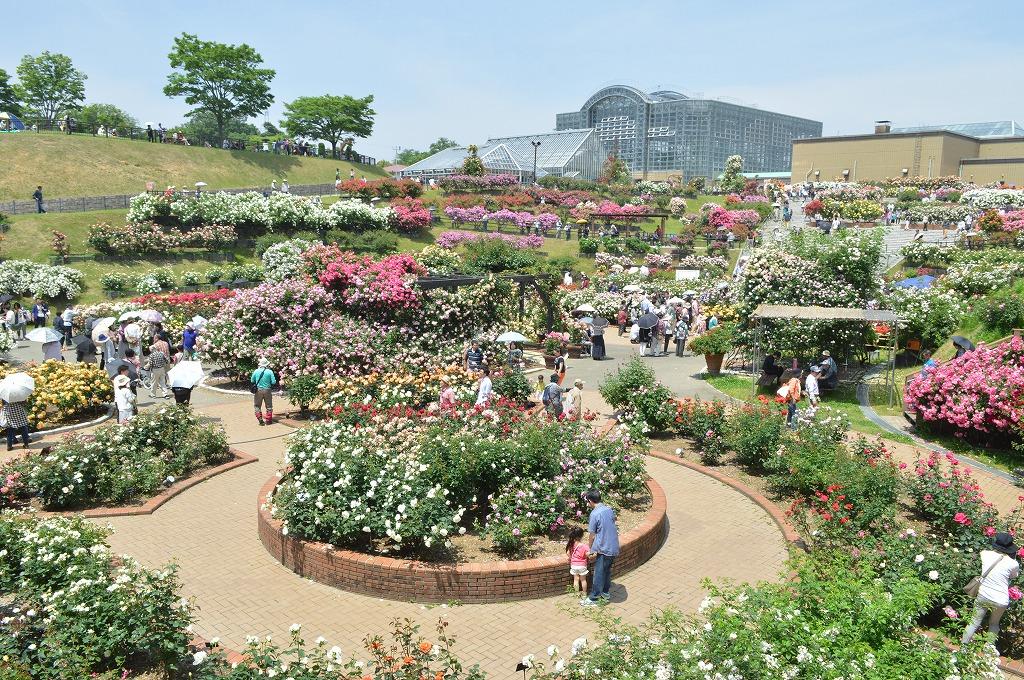 北九州市立響灘緑地グリーンパーク　春のバラフェア（北九州市）-1