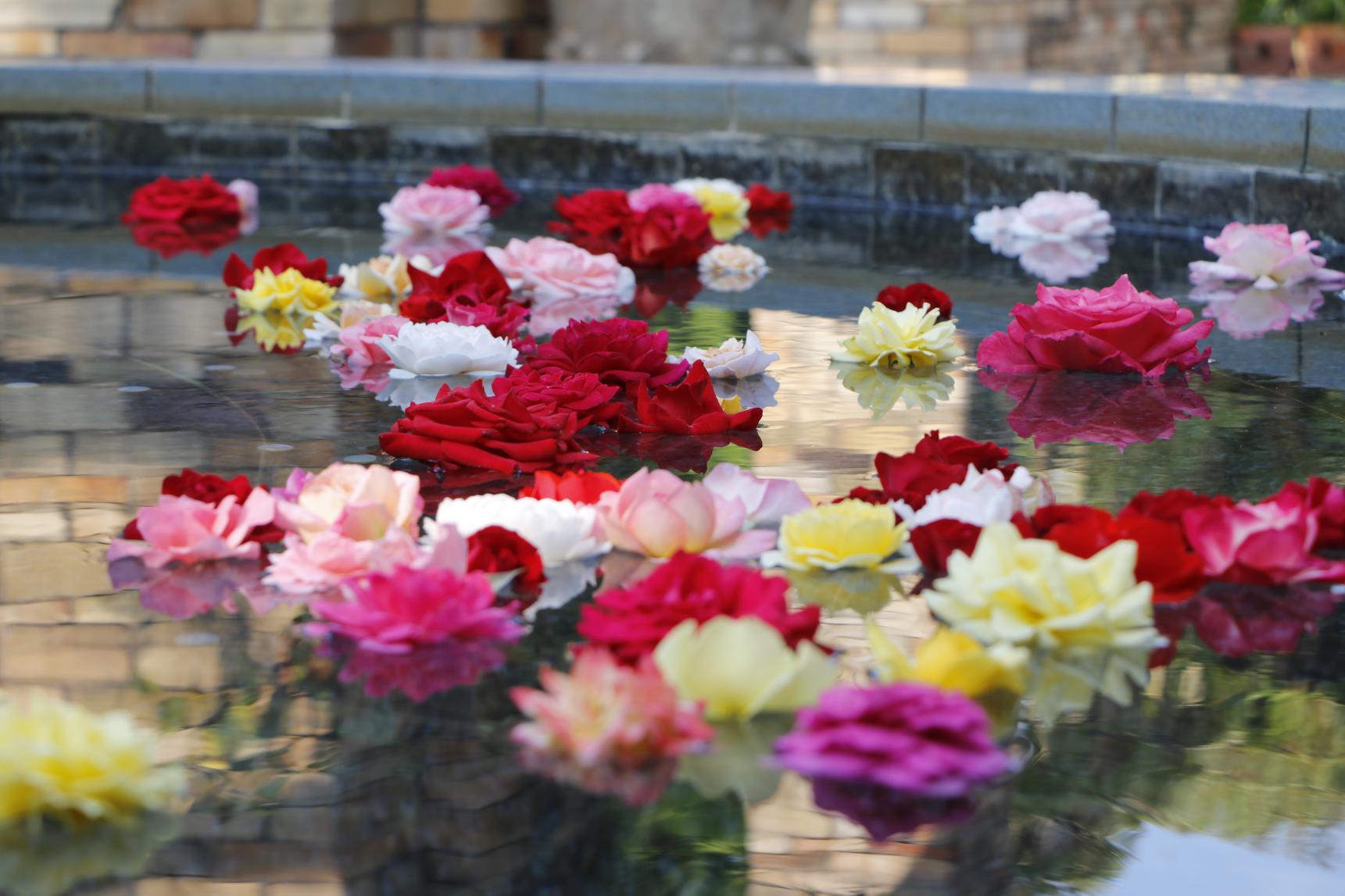 海の中道海浜公園　うみなか春のバラフェア（福岡市）-0
