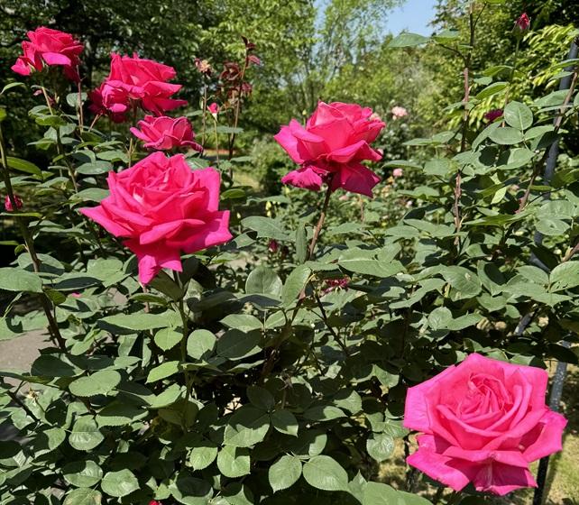 福智山ろく花公園（直方市）-1