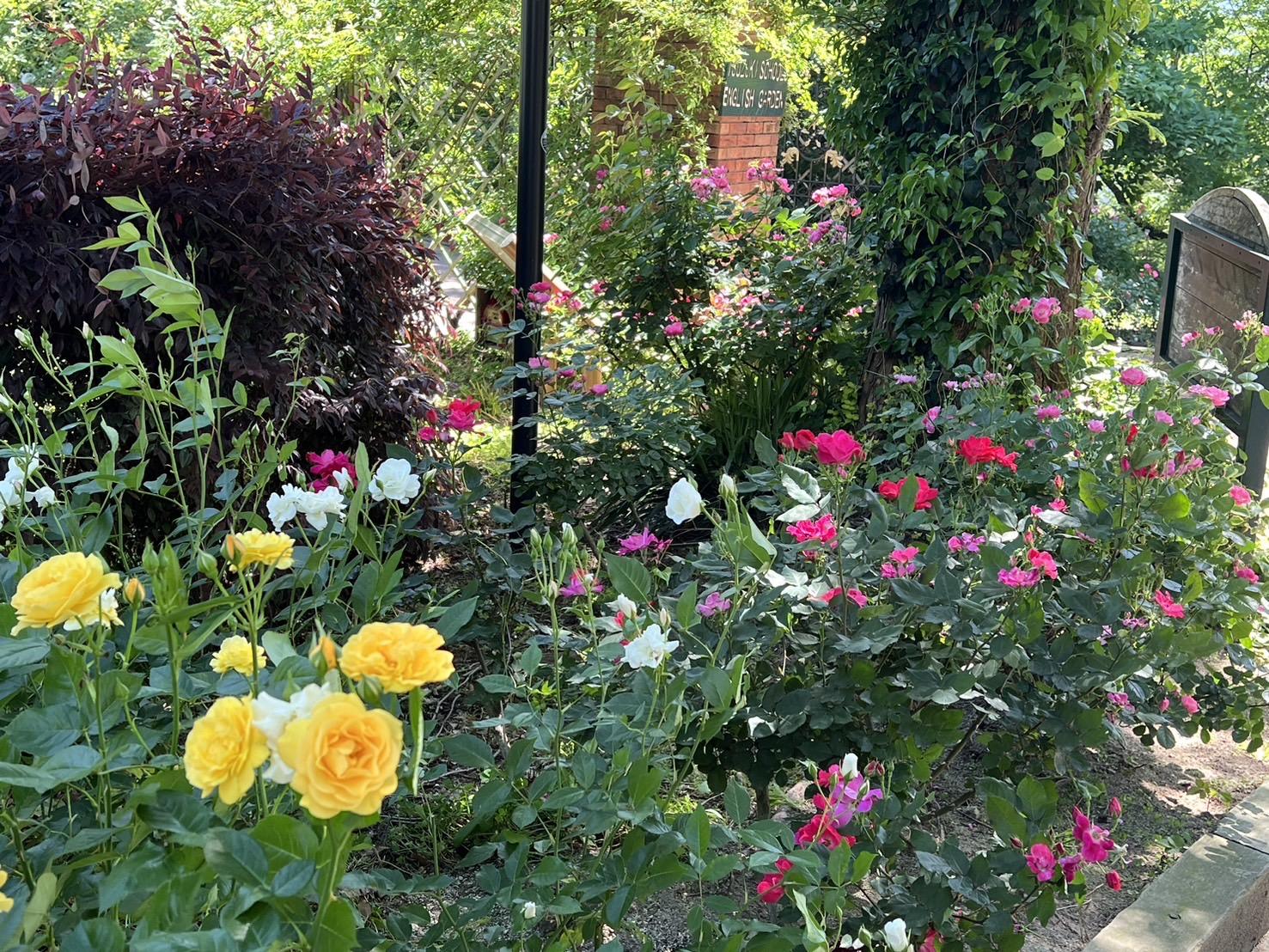 TG Rose Garden＜日本経済大学 福岡キャンパス・イングリッシュガーデン＞（太宰府市）-1