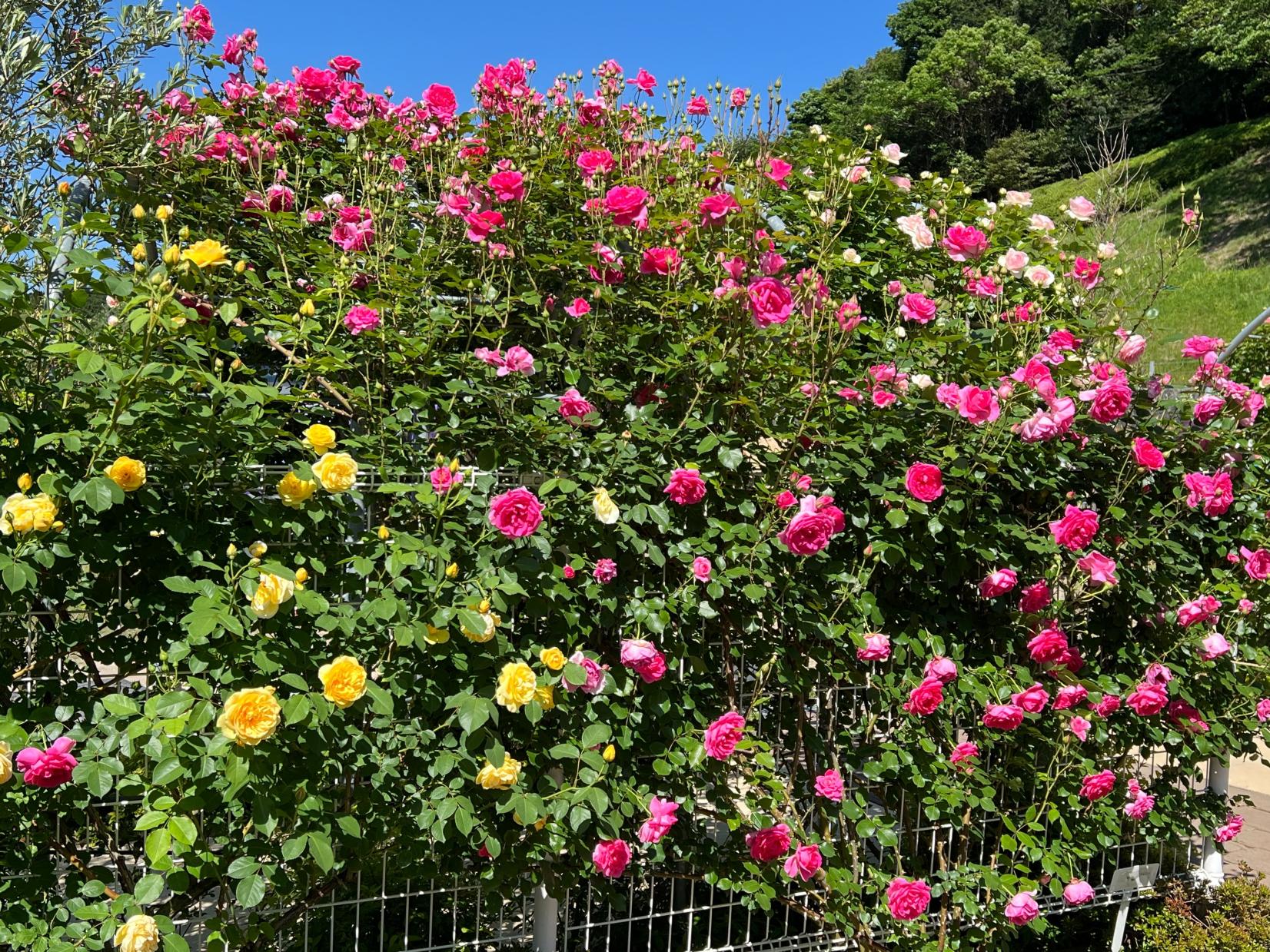 TG Rose Garden＜日本経済大学 福岡キャンパス・イングリッシュガーデン＞（太宰府市）-0