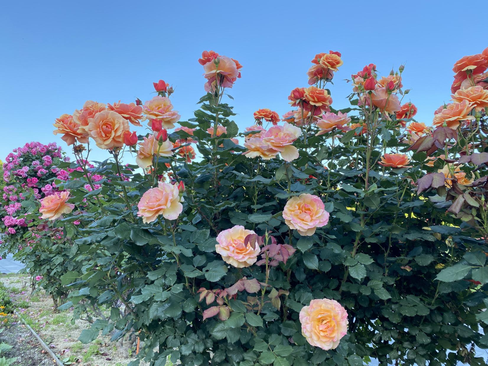 東公園（福岡市）-1