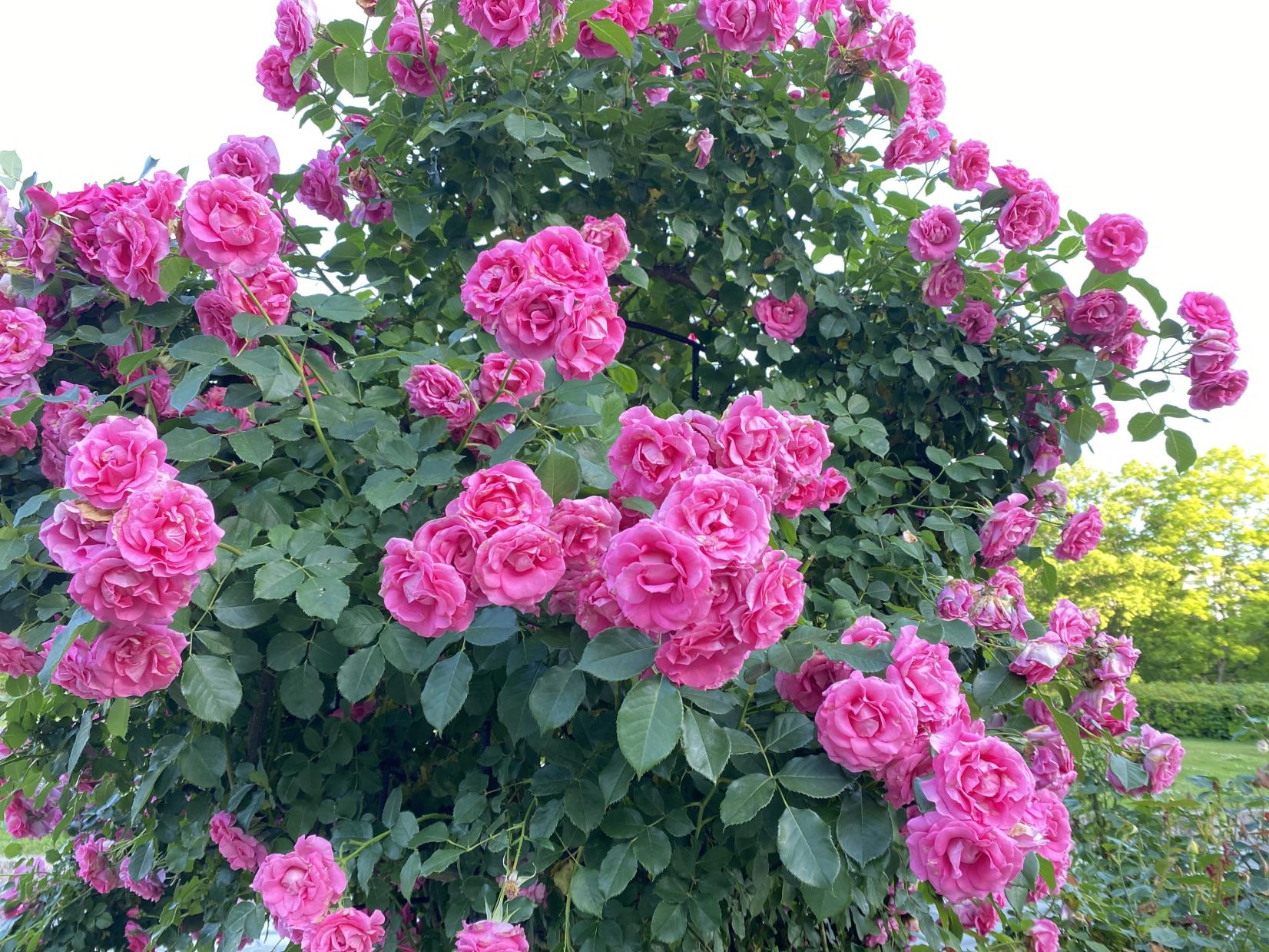 東公園（福岡市）-0