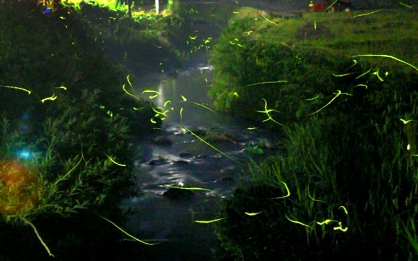 Sites d'observation des lucioles-0