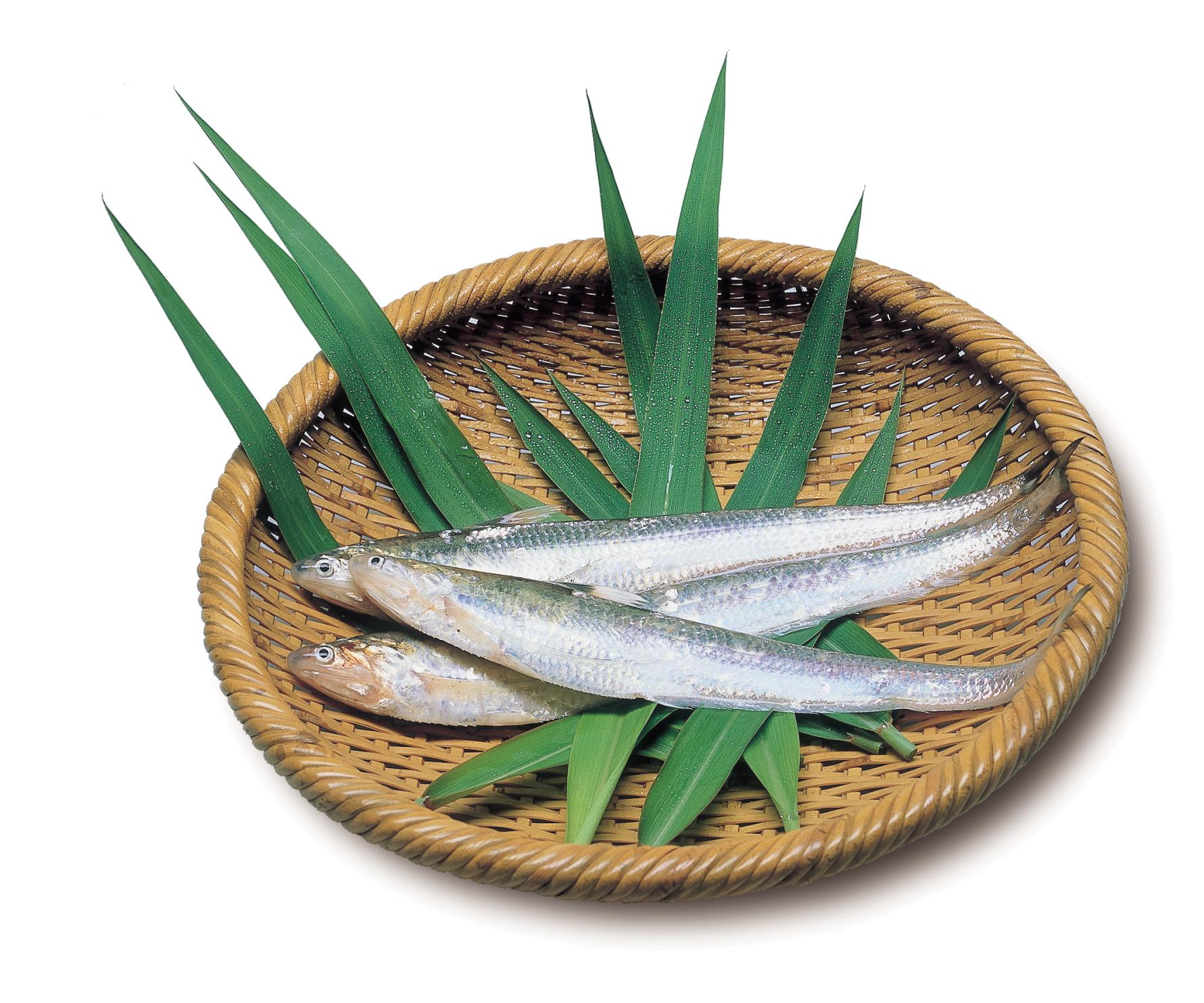 Tradition du début de l'été sur la rivière Chikugo : Ouverture de la pêche à l'etsu ! (Villes d'Okawa et de Kurume)-0
