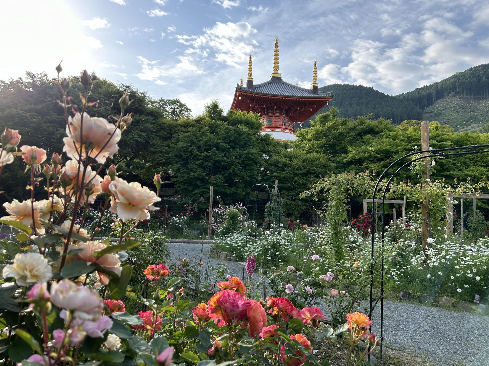 呑山観音バラまつり（粕屋郡篠栗町）-0