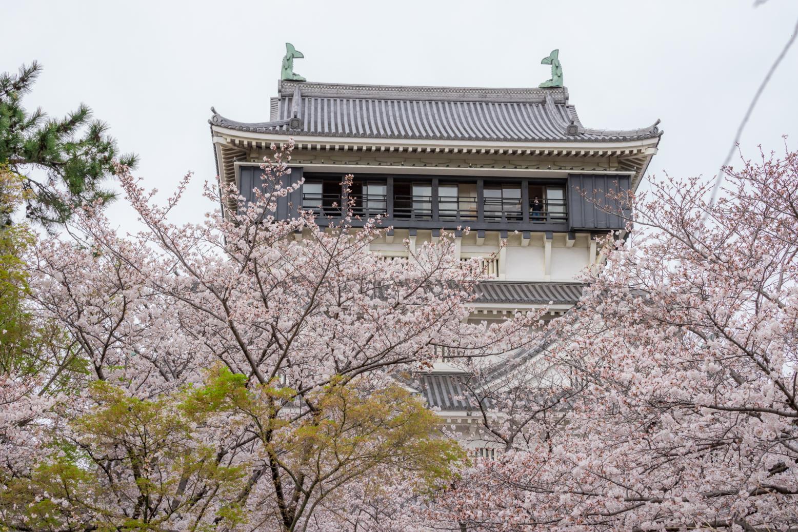 必見の二大イベント！春の「桜まつり」と秋の「竹あかり」-1