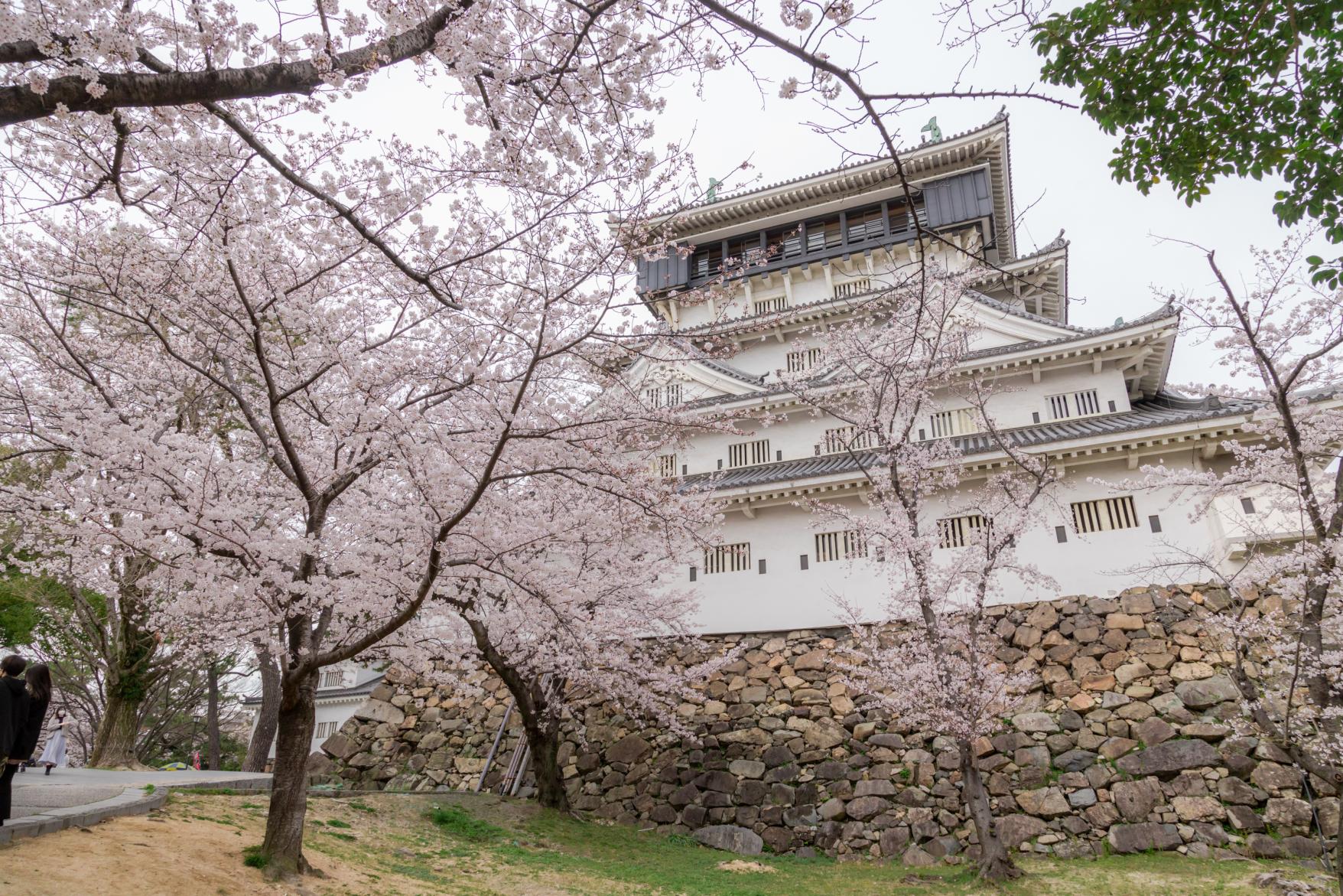 必見の二大イベント！春の「桜まつり」と秋の「竹あかり」-2