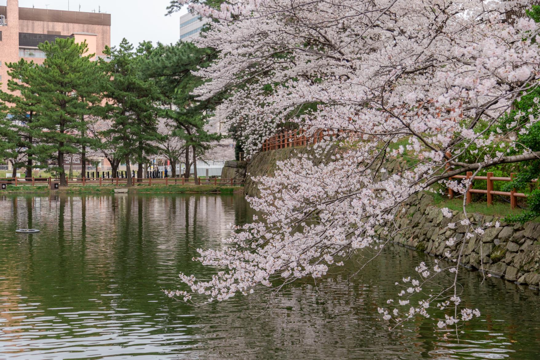 必見の二大イベント！春の「桜まつり」と秋の「竹あかり」-4