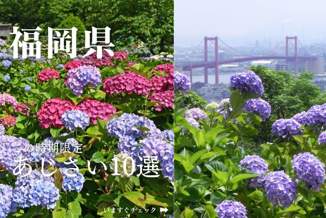 【6位】この時期限定 あじさい10選（福岡県）／6月15日-0