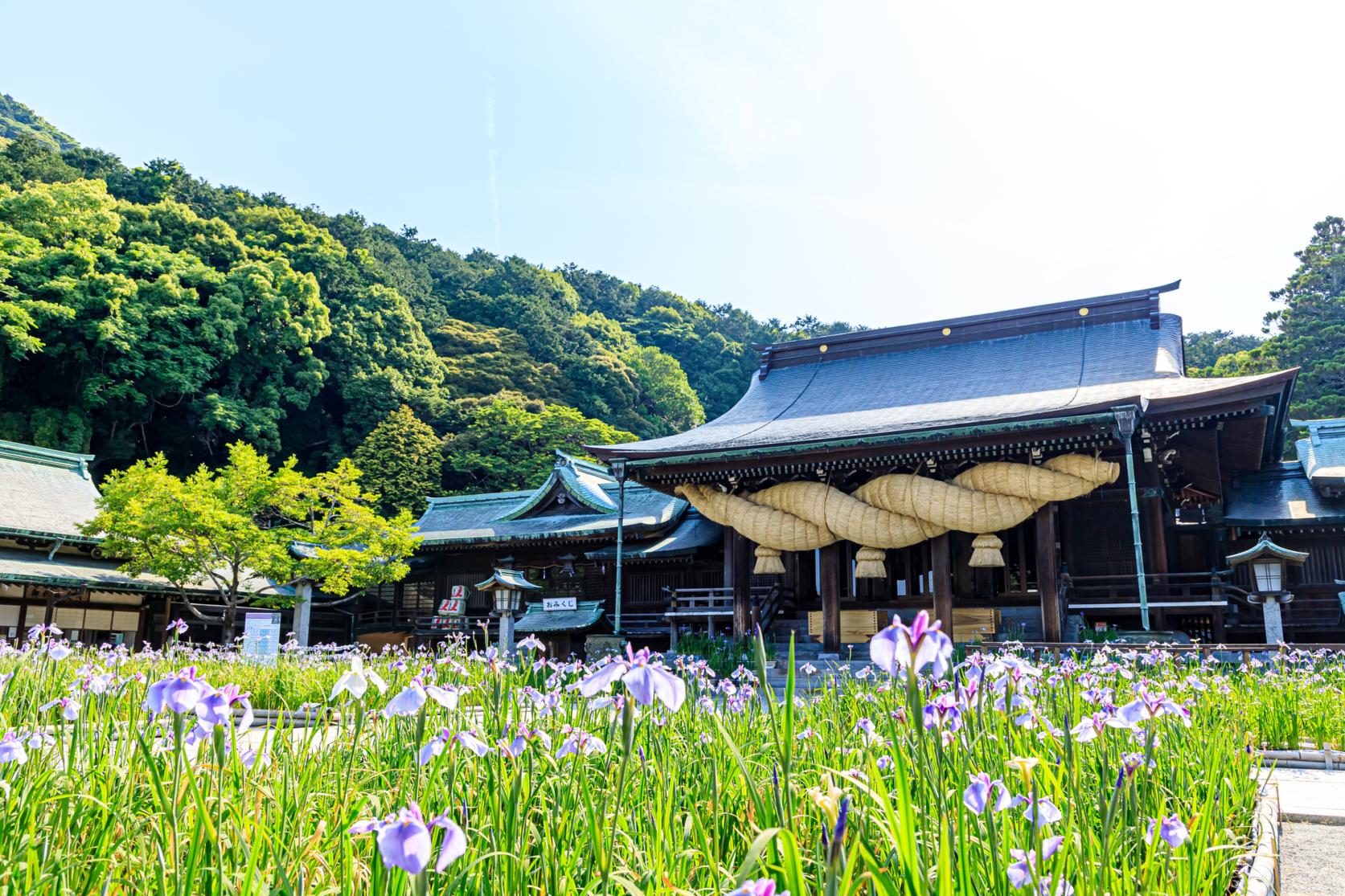 ①菖蒲まつり（5月中旬〜6月上旬）-3