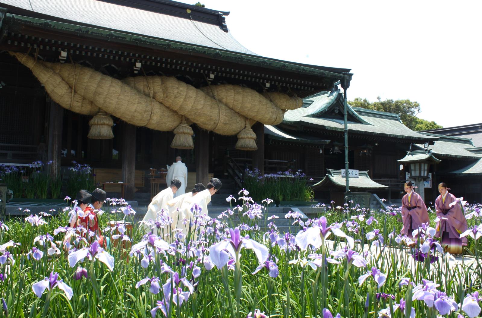 ①菖蒲まつり（5月中旬〜6月上旬）-1