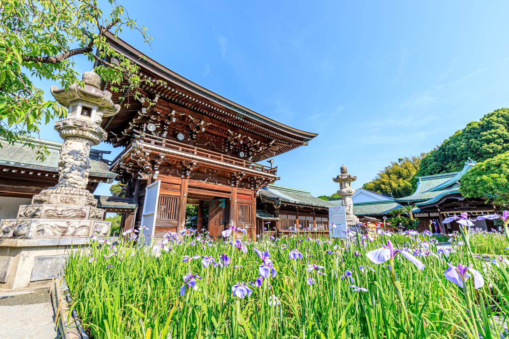 ①菖蒲まつり（5月中旬〜6月上旬）-2