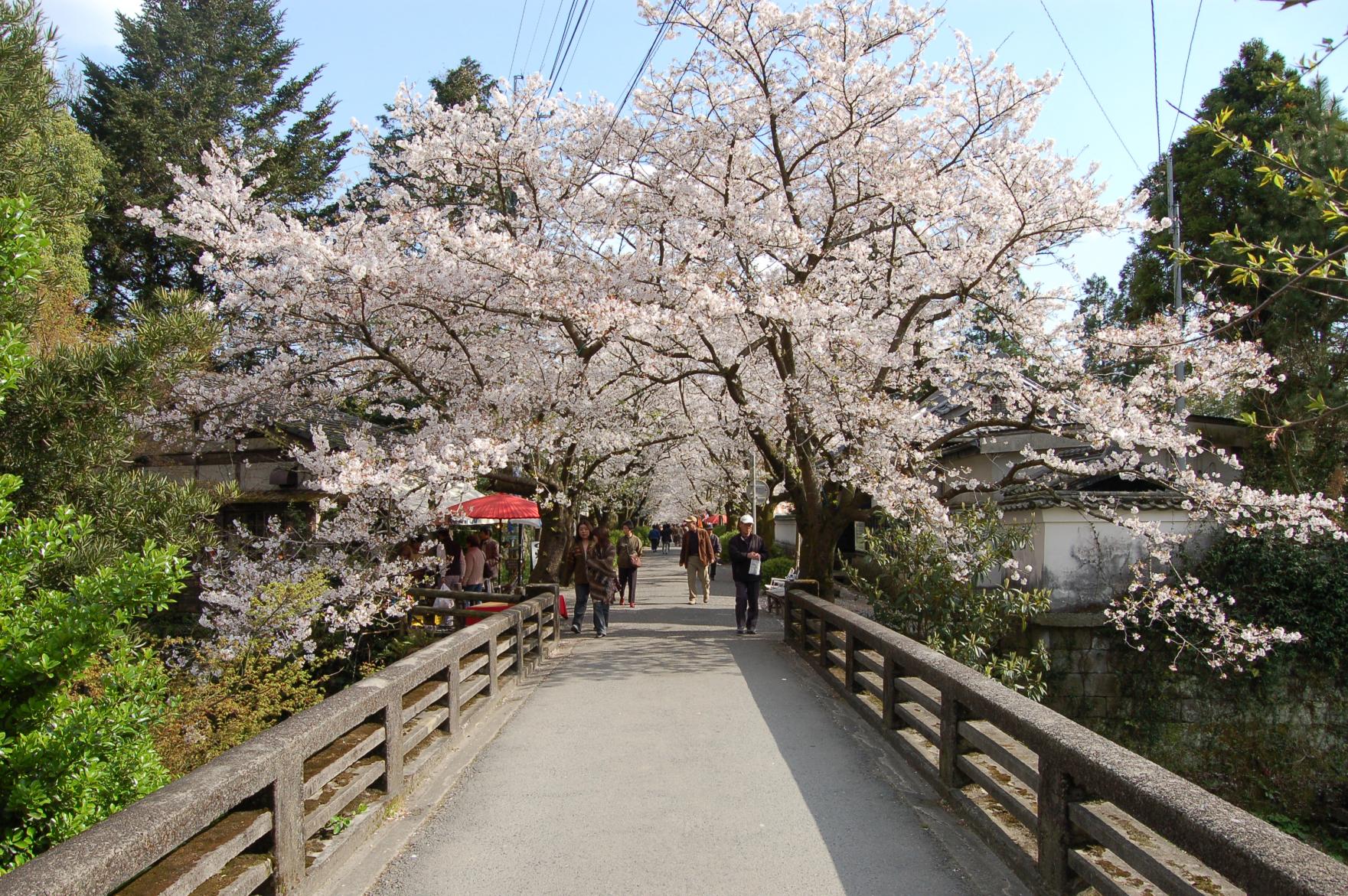 まるで絵画のよう！秋月の桜・紅葉はいつが見ごろ？-2