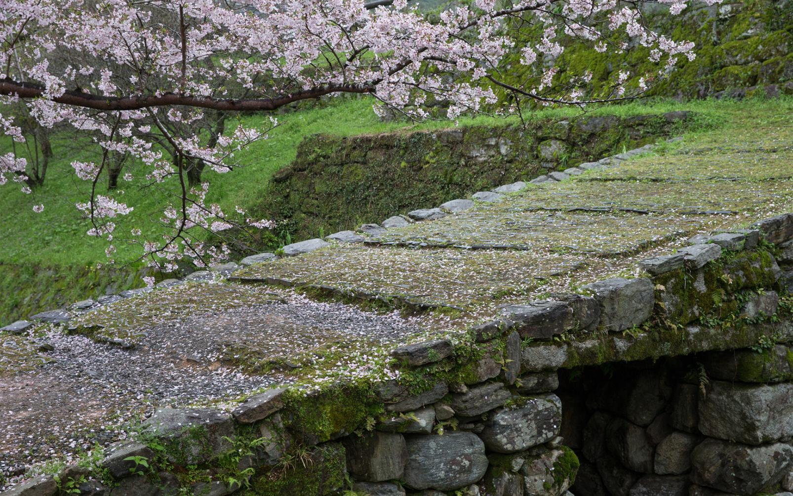 まるで絵画のよう！秋月の桜・紅葉はいつが見ごろ？-3