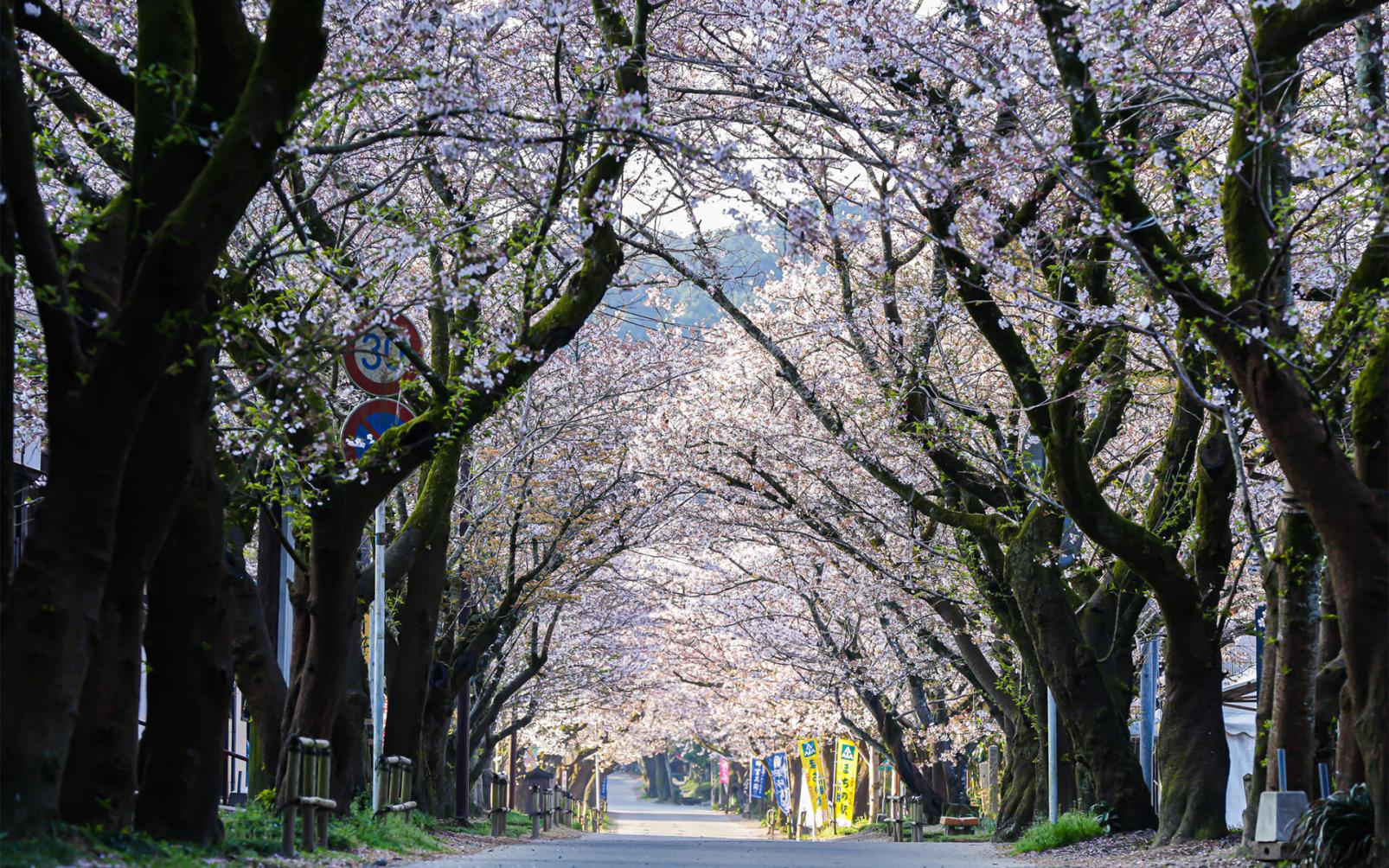 まるで絵画のよう！秋月の桜・紅葉はいつが見ごろ？-1