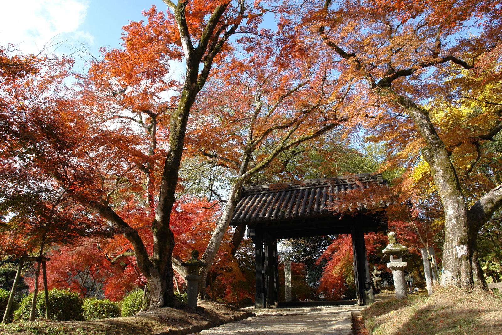 まるで絵画のよう！秋月の桜・紅葉はいつが見ごろ？-6