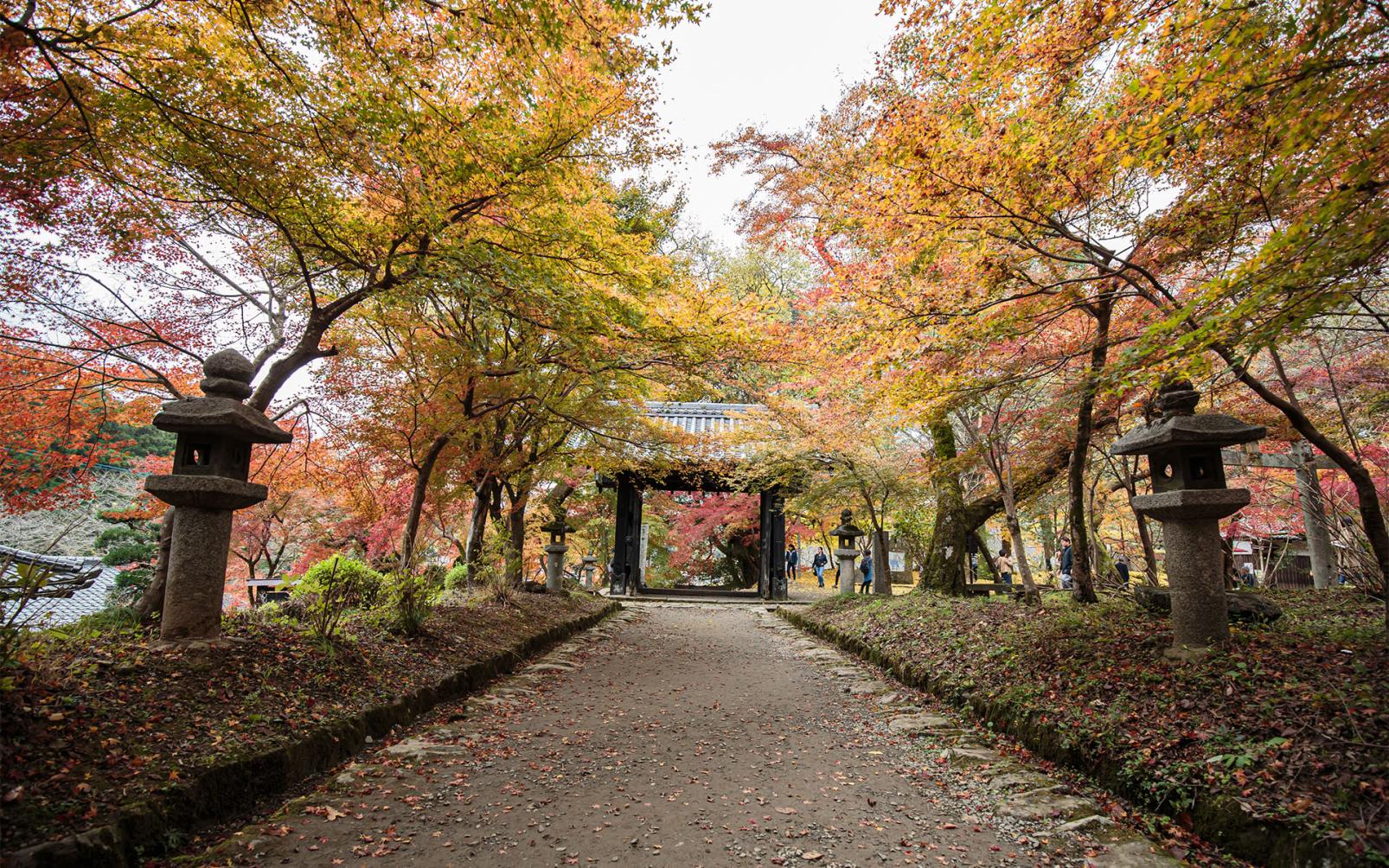 まるで絵画のよう！秋月の桜・紅葉はいつが見ごろ？-4