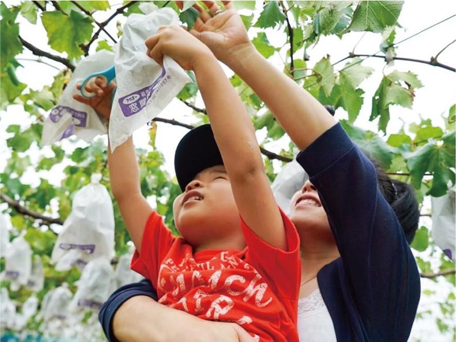 新鮮！湧き水育ちのブドウ狩りうきは果樹の村
やまんどん-0