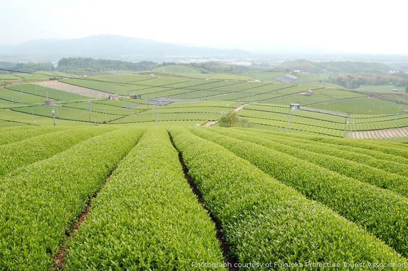 야메차(八女茶)-1