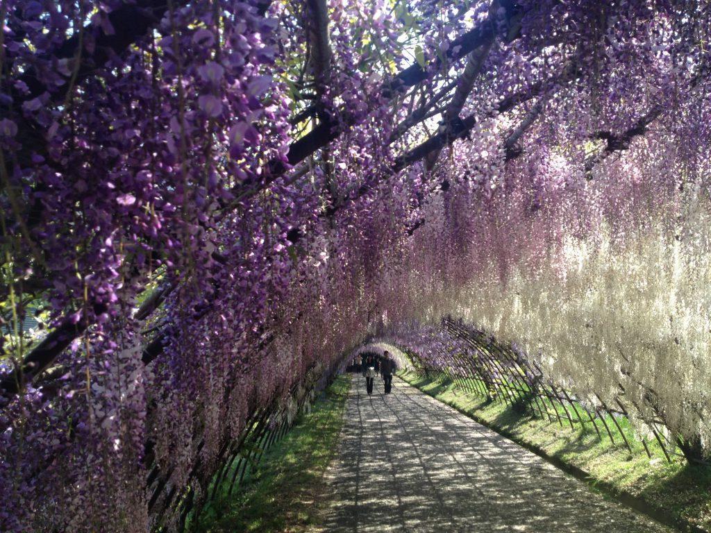 Visit some traditional Japanese gardens-0