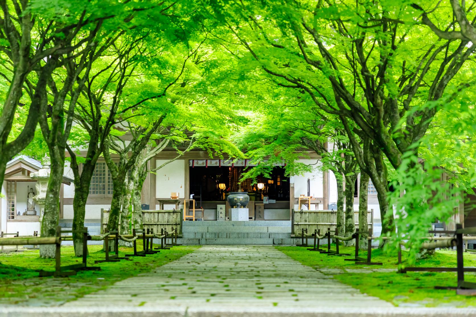 See the Beautiful Fall Foliage of Nomiyama Kannon-ji Temple That Attracts One Million Visitors a Year!-1