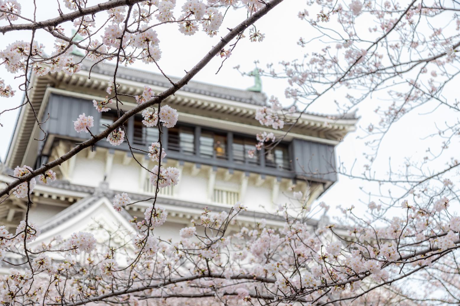 The Custom of Cherry Blossom Viewing Originated as a Shinto Ritual-0