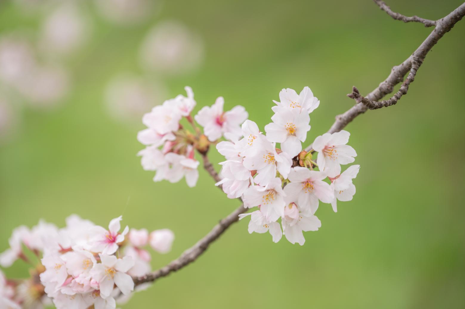 Cherry Blossoms – the Spiritual Foundation of the Japanese People-0
