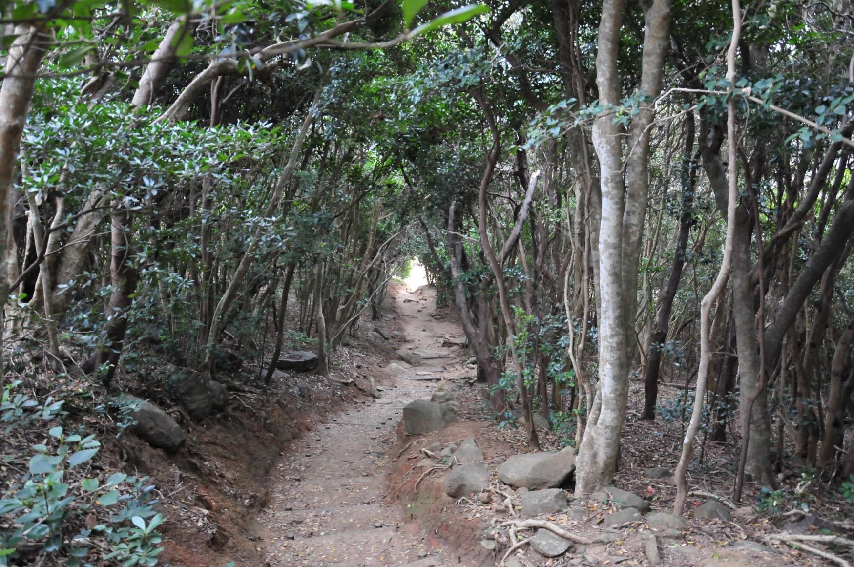 A forest tunnel to tickle your fancy-0