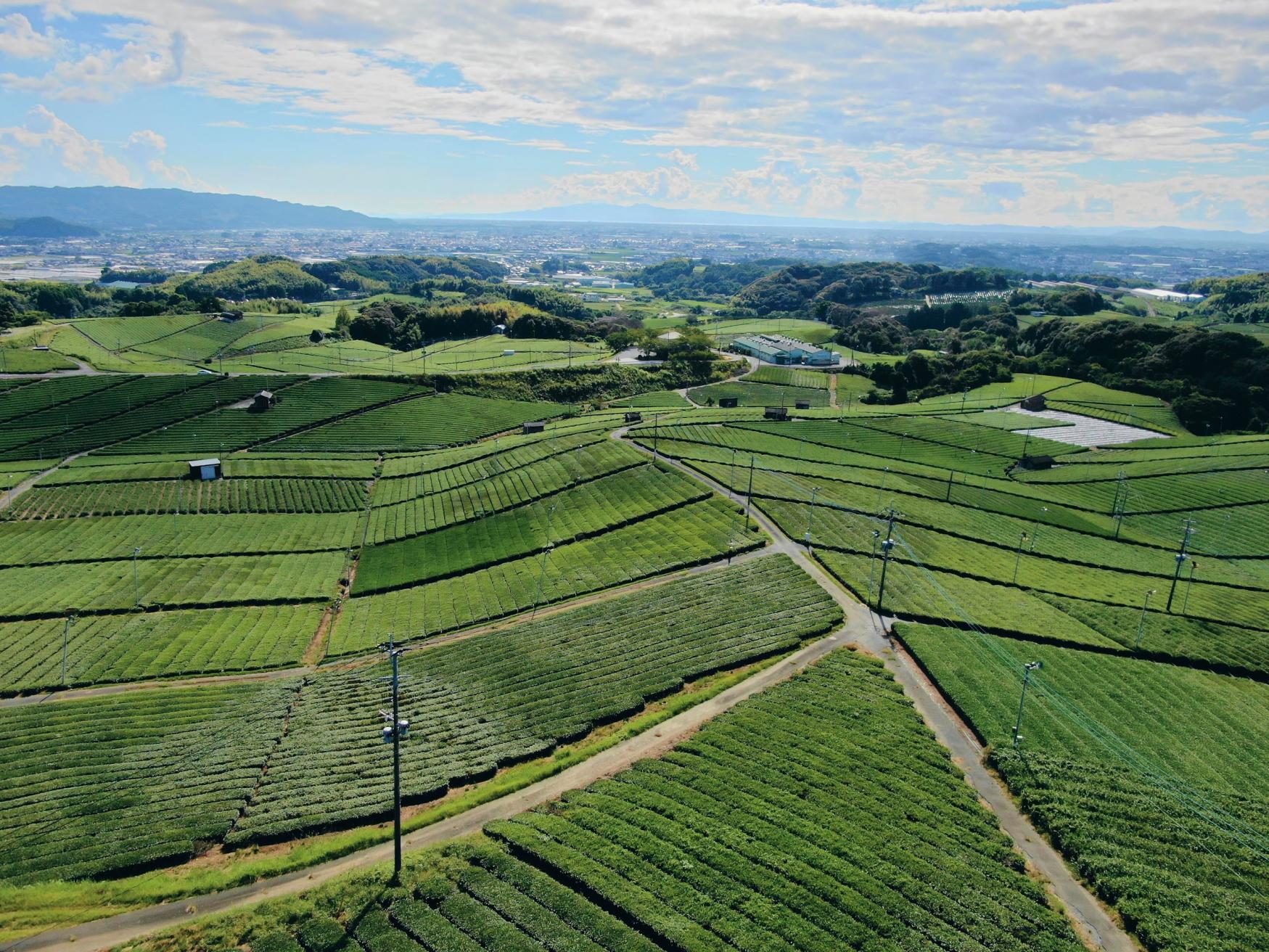 A Yoga Experience with Unparalleled Views of Tea Landscapes-0