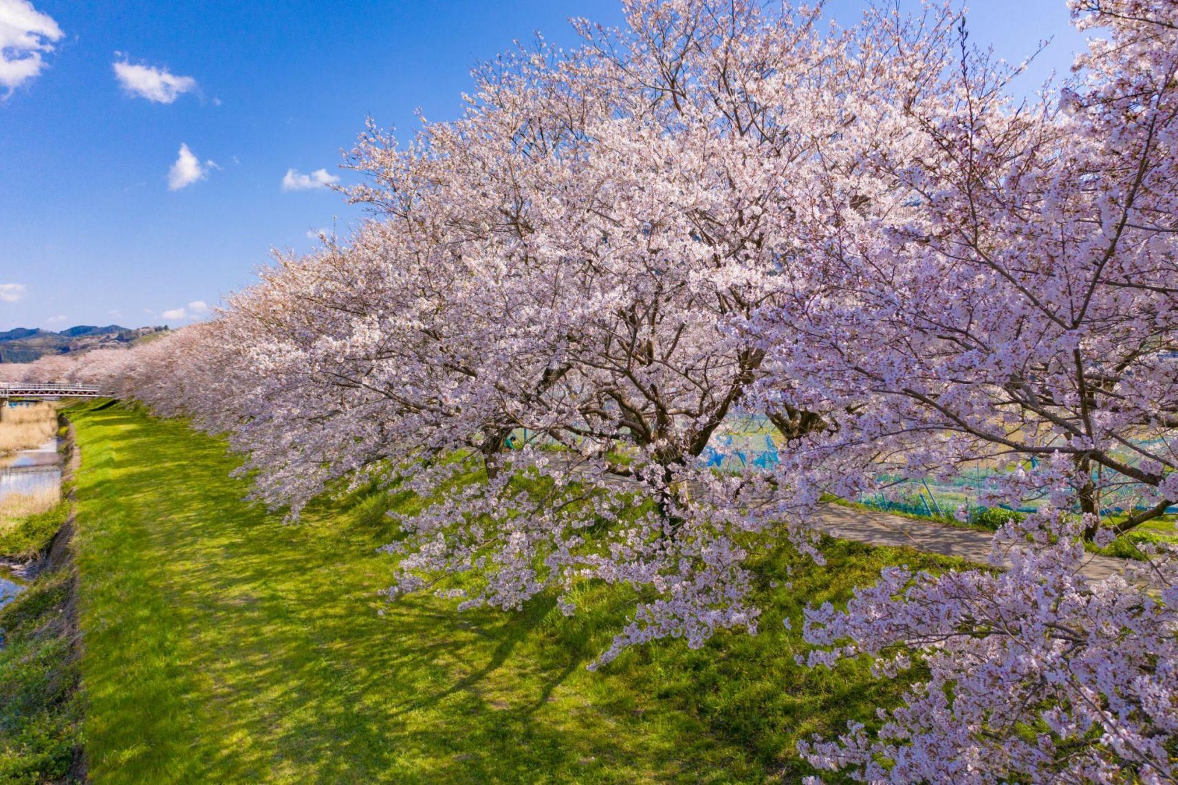 Nagarekawa Cherry Blossoms-0