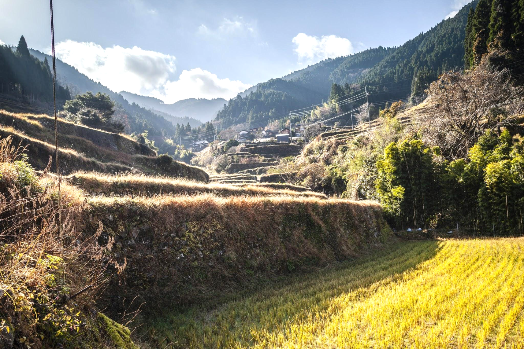 Forest Therapy on the Tsuzura Terraced Rice Paddy Walkaway Road-0