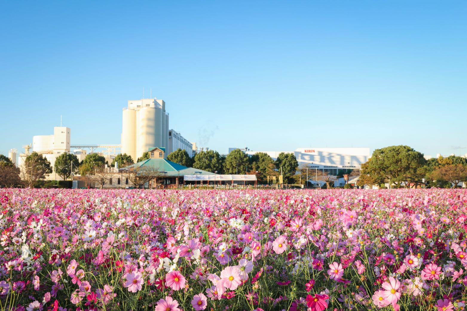 Kirin Brewery Fukuoka-7