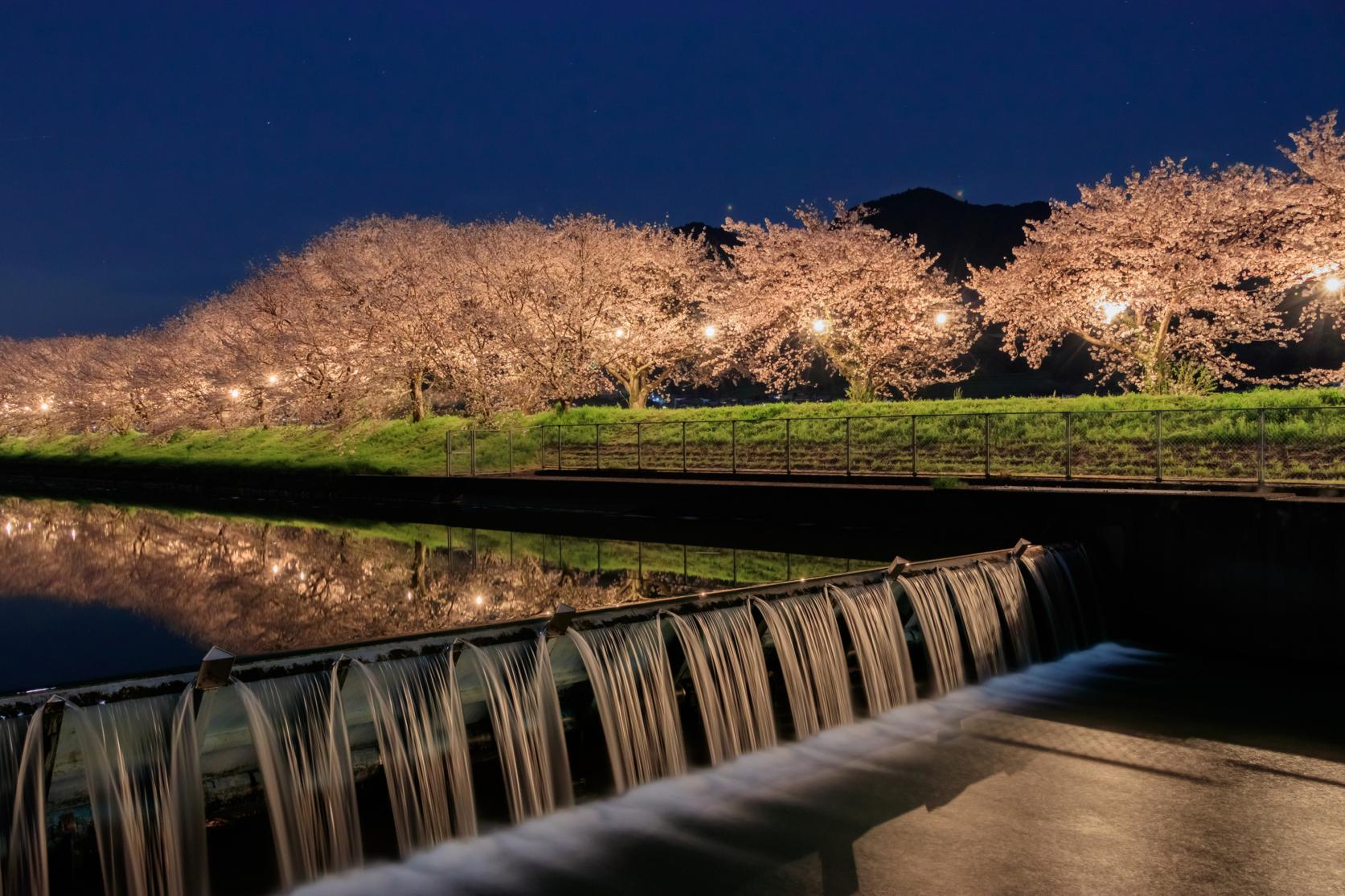 流川の桜並木-3