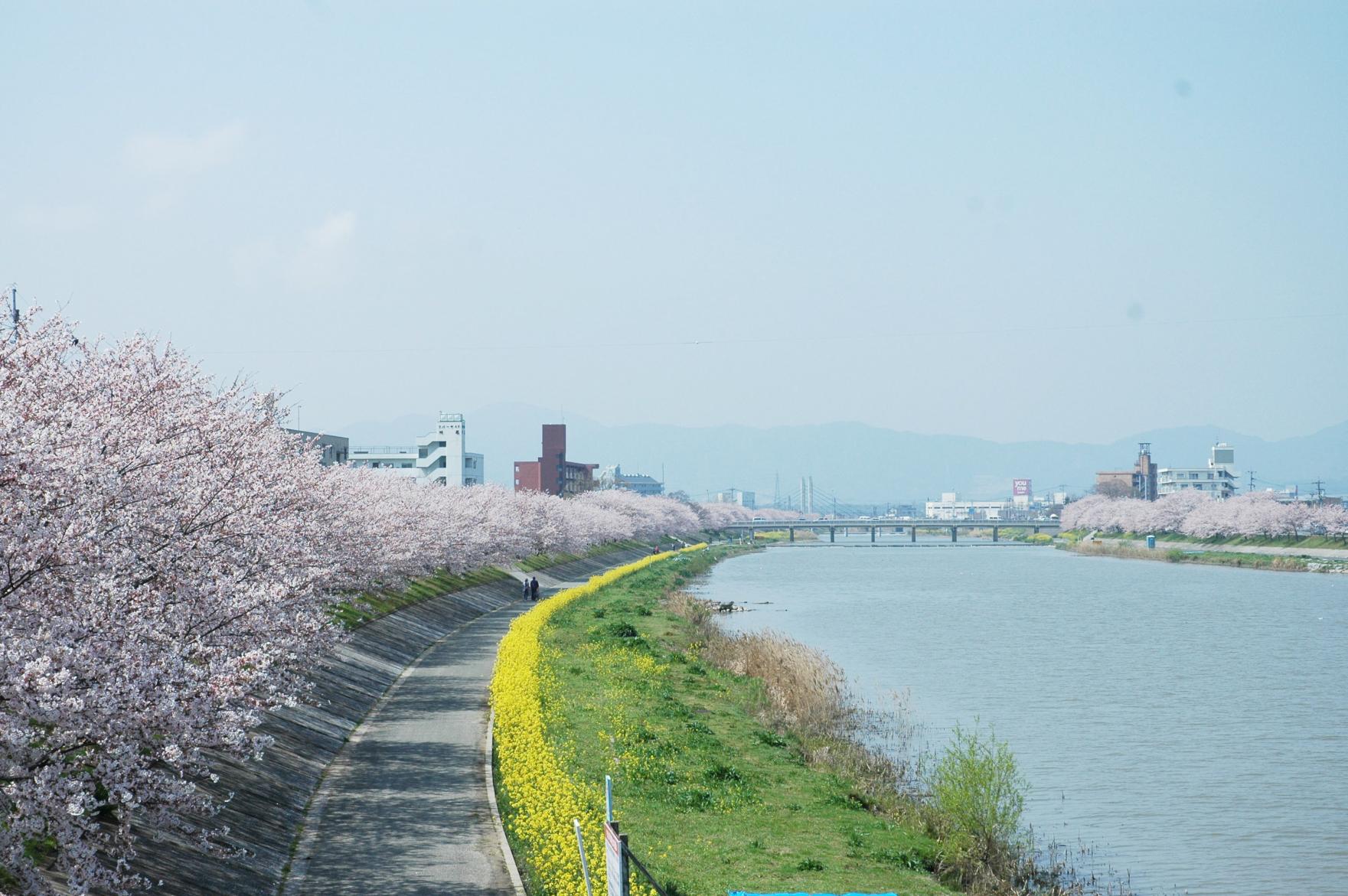 ③今川サイクリングロード-0