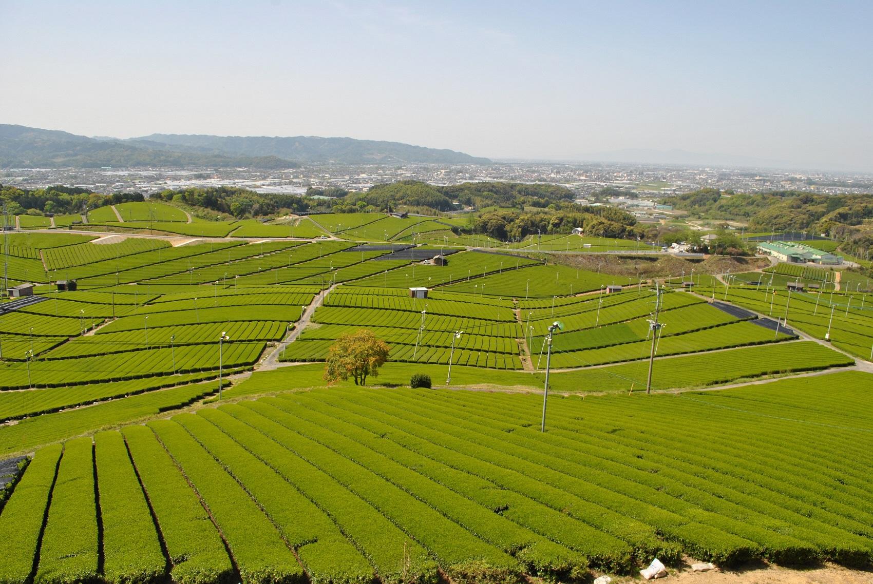 ④Yame Central Tea Garden-0